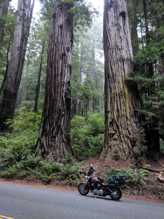 Illustration for article titled Motorcycle Road Trip, Day 10: Giant Trees and the road back home